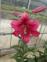 [1758 Carbonero Mak No01.JPG]